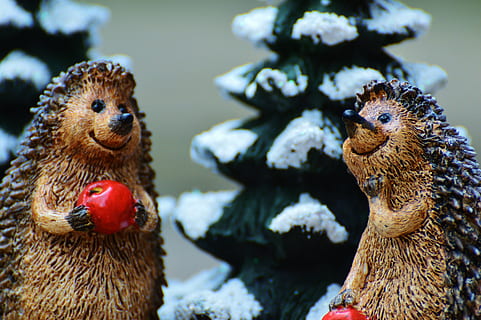 winter, hedgehog, apple, cute, sweet, figure, wintry, deco, christmas, decoration, nicholas, gifts, december, contemplative, festival, celebrate, funny, christmas decoration, christmas tree, advent, animal, bird, nature, animal themes, animal wildlife, no people, group of animals, close-up, mammal, vertebrate, focus on foreground, day, domestic, water, male animal, domestic animals, pets, livestock, agriculture, food, animal family, marine, 4K, CC0, public domain, royalty free