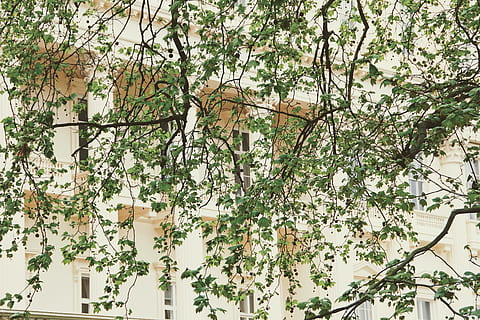 fasada, drzewo, budowanie wizerunku, obraz, budynek, architektura, Dom, fasada domu, Szczegół, Natura, żadnych ludzi, dzień, na dworze, Oddział, roślina, wzrost, zbudowana struktura, piękno natury, kwiat, roślina kwitnąca, na zewnątrz budynku, świeżość, niski kąt widzenia, wiosna, zielony kolor, pełna ramka, Kwiat Wiśni, 4K, CC0, domena publiczna, darmowe zdjęcia