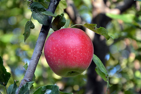 selectiv, focalizare fotografie, roșu, fructe de mere, a închide, măr, macro, verdeaţă, fundal, natură, frunzele sunt, grădină, plantă, bokeh, detaliu, frumos, vară, textură, culoare, fotografii detaliate, imagine color, sezon, proaspăt, pace, colorate, plante ornamentale, frunze, garcia, Mar rosu, fruct, livadă, paniculă, ramură, ramura de fructe, natural, organic, sănătos, alimente, dulce, mâncat sănătos, mancare si bautura, creştere, prospeţime, să se concentreze asupra primelor elemente, copac, parte a plantelor, bunăstare, zi, Culoarea verde, nici o persoana, în aer liber, copt, 5K, CC0, domeniu public, fără drepturi de autor