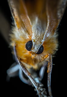 arna, insecte, lepidòpters, macro, un animal, temes d'animals, animal, fauna animal, primer pla, animals a la natura, invertebrat, cap gent, part del cos dels animals, groc, naturalesa, enfocament selectiu, fons negre, centrar-se en primer pla, ull, dia, a l'aire lliure, tir de l'estudi, cap d’animals, ull d’animals, marí, 4K, CC0, domini públic, lliure de regalies