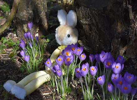 blanc, conill, felpa, joguina, porpra, flors, llebre, joguines, Pasqua, primavera, bonic, regal, regal de Pasqua, nens, divertit, diversió, conill de Pasqua, fora, joguina suau, suau, animal de peluix, osset de peluix, safrà, naturalesa, frühlingsewrwachen, joguines infantils, deco, violeta, frühlingsanfang, el començament de la primavera, tema de pasqua, despertar de primavera, rosa, sol, flor, florir, salutació de pasqua, relaxa't, cap gent, dia, a l'aire lliure, planta, planta amb flors, vulnerabilitat, fragilitat, animal, creixement, frescor, bellesa a la natura, representació, representació animal, pètal, primer pla, celebració, cap de flor, iris, 5K, CC0, domini públic, lliure de regalies