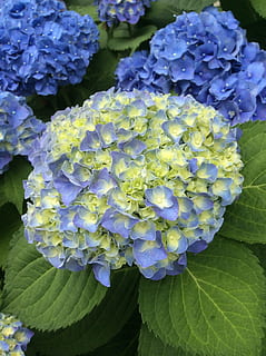 hydrangea, mungkin, biru, tanaman berbunga, bunga, kerentanan, kerapuhan, menanam, keindahan di alam, daun bunga, kesegaran, pertumbuhan, merapatkan, daun, bagian tanaman, hal berkembang, kepala bunga, alam, hari, tidak ada orang, di luar rumah, ungu, musim semi, seikat bunga, lantana, 2K, CC0, domain publik, bebas royalti