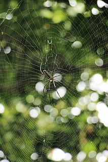 winzigkleine Spinne, golden, die Seide, orb, Weber, Spinne, hocken, Netz, Spinnennetz, Falle, Insekt, Zerbrechlichkeit, Tierthemen, Tier, wirbellos, Nahansicht, ein Tier, Fokus auf den Vordergrund, Tiere in freier Wildbahn, Spinnentier, Verletzlichkeit, Tierwelt, keine Leute, Gliederfüßer, Natur, Tag, Schönheit in der Natur, Komplexität, draußen, Tierbein, Tau, 5K, CC0, gemeinfrei, lizenzfrei