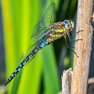 macro, libellula, insetto, vicino, animali allo stato selvatico, temi animali, animale, fauna selvatica, un animale, invertebrato, concentrarsi sulle conoscenze acquisite, avvicinamento, giorno, pianta, natura, nessuno, colore verde, albero, legno - materiale, ala animale, all'aperto, zoologia, parte del corpo animale, 2K, CC0, dominio pubblico, privo di copyright