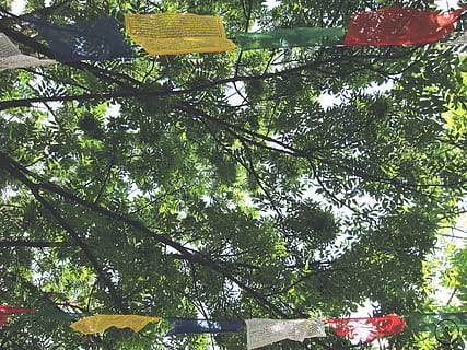gul, rød, buntings, ved siden af, grøn, bladede, træ, grønt træ, mesh, tekstiler, neem tree, flag, afdeling, natur, blad, udendørs, Skov, sommer, dag, ingen mennesker, blomst, plante, lav vinkel visning, vækst, grøn farve, skønhed i naturen, hængende, plante del, ro, dekoration, sollys, bygget struktur, træstamme, løv, træ baldakin, 2K, CC0, offentligt domæne, royaltyfrie
