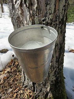 ahorn, saft, sirup, træ, sukker, Busk, spand, ahornsirup, canadiske, sæson, ahorntræ, Frosset, sugarbush, sugaring off, hanen, dryppe, kold, marts, April, Ontario, Canada, træstamme, bagagerum, vinter, sne, natur, dag, kold temperatur, plante, ingen mennesker, udendørs, fokus på forgrunden, jord, tæt på, hvid farve, Mark, vand, træ - materiale, 4K, CC0, offentligt domæne, royaltyfrie