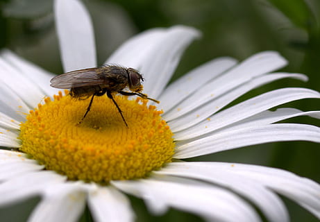 flyve, daisy, pollen, arbejde, Insecta, natur, blomst, hvid, insekt, et dyr, dyreliv, friskhed, skrøbelighed, blomstrende plante, dyre temaer, dyr, hvirvelløse, dyr i naturen, plante, skønhed i naturen, kronblad, sårbarhed, blomsterhoved, vækst, tæt på, ingen mennesker, udendørs, bestøvning, 2K, CC0, offentligt domæne, royaltyfrie