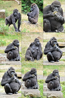 maimuţă, gorilă, arhiepiscop, colaj, animal, animale sălbatice, sălbatic, zoologie, mamifer, specie, pustie, mediu inconjurator, în aer liber, natură, cimpanzeu, grup de animale, animale în sălbăticie, nici o persoana, zi, animalele în captivitate, animale vertebrate, ședință, culoare neagră, familie de animale, 1080P, CC0, domeniu public, fără drepturi de autor