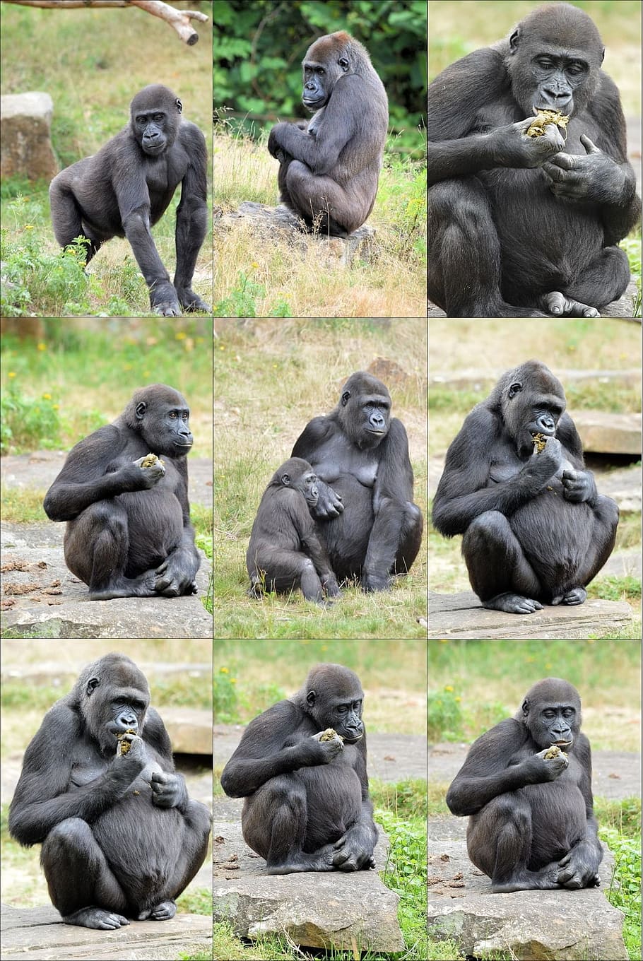 maimuţă, gorilă, arhiepiscop, colaj, animal, animale sălbatice, sălbatic, zoologie, mamifer, specie, pustie, mediu inconjurator, în aer liber, natură, cimpanzeu, grup de animale, animale în sălbăticie, nici o persoana, zi, animalele în captivitate, animale vertebrate, ședință, culoare neagră, familie de animale, 1080P