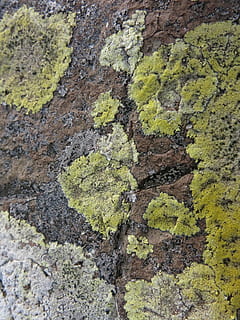 pedra, tecer, gomera, estrutura, quadro completo, origens, texturizado, cor verde, ninguém, musgo, crescimento, fechar-se, plantar, dia, rude, líquen, natureza, padronizar, intemperizado, recurso de construção de parede, ao ar livre, estrutura construída, Rocha, beleza na natureza, 4K, CC0, domínio público, royalty free
