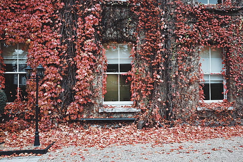 Rosa, Blätter, bedeckt, Weiß, Haus, rot, Weinpflanze, Mauern bauen, Fenster, Gebäude, Textur, Wand, Efeu, Blatt, die Architektur, Licht, Winter, Natur, Herbst, Konstruktion, Platz, verwittert, gebaute Struktur, Pflanze, Baum, Gebäudehülle, Veränderung, Tag, Pflanzenteil, keine Leute, Kriechpflanze, Wachstum, draußen, Eingang, 4K, CC0, gemeinfrei, lizenzfrei