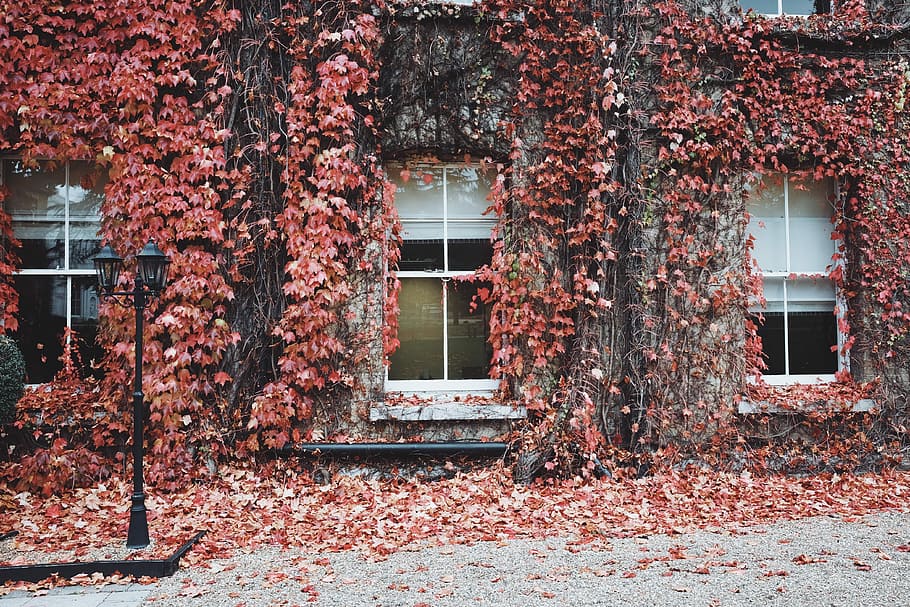 Rosa, Blätter, bedeckt, Weiß, Haus, rot, Weinpflanze, Mauern bauen, Fenster, Gebäude, Textur, Wand, Efeu, Blatt, die Architektur, Licht, Winter, Natur, Herbst, Konstruktion, Platz, verwittert, gebaute Struktur, Pflanze, Baum, Gebäudehülle, Veränderung, Tag, Pflanzenteil, keine Leute, Kriechpflanze, Wachstum, draußen, Eingang, 4K