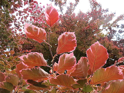 fagus sylvatica, european fag, fag comun, frunze, ramură, floră, plantă, botanică, frumusețe în natură, creştere, floare, prospeţime, planta cu flori, roșu, natură, a închide, fragilitate, vulnerabilitate, nici o persoana, zi, petală, teren, în aer liber, inflorescenţă, liniște, camp, cap de floare, 2K, CC0, domeniu public, fără drepturi de autor