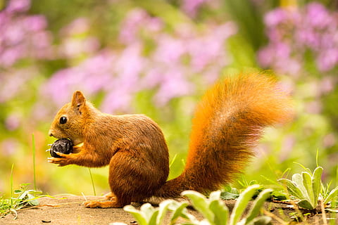 egern, nød, efterår, gnaver, nippe, dyreliv, dyre temaer, dyr, pattedyr, dyr i naturen, et dyr, natur, hvirveldyr, ingen mennesker, nuttet, blomst, udendørs, plante, spise, jord, Skov, blomstrende plante, mad, fuld længde, lille, profilvisning, 5K, CC0, offentligt domæne, royaltyfrie