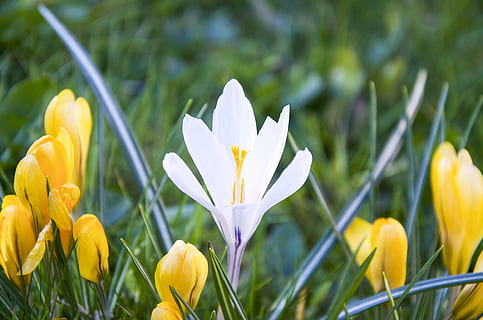 crocus, blanc, jaune, printemps, ensoleillement, fleur, plante à fleurs, plante, beauté dans la nature, fraîcheur, croissance, pétale, fragilité, vulnérabilité, fermer, la nature, tête de fleur, iris, inflorescence, couleur blanche, personne, couleur verte, en plein air, parterre de fleurs, jardin d'ornement, violet, douceur, 4K, CC0, domaine public, libre de droits