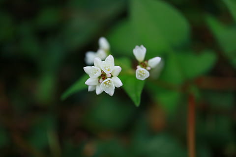 flori, afix, primăvară, macro, floare, plantă, planta cu flori, frumusețe în natură, fragilitate, prospeţime, vulnerabilitate, petală, a închide, creştere, inflorescenţă, cap de floare, culoare alba, să se concentreze asupra primelor elemente, natură, nici o persoana, zi, selectiv, în aer liber, frunze, 5K, CC0, domeniu public, fără drepturi de autor