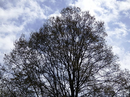 tree, sky, spreading, branches, nature, spring, green, plant, blue, white, clouds, blooming, blooms, foliage, konary, landscape, trees, low angle view, cloud - sky, branch, no people, day, beauty in nature, growth, outdoors, tranquility, bare tree, scenics - nature, backgrounds, non-urban scene, tranquil scene, treetop, tree canopy, 4K, CC0, public domain, royalty free