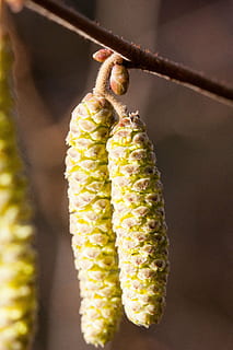 infiorescenze, nocciola, primavera, frühlingsanfang, cespuglio, salsiccia, macro, vicino, natura, pianta, flora, infiorescenza, pianta selvatica, concentrarsi sulle conoscenze acquisite, avvicinamento, nessuno, giorno, giallo, Mais, all'aperto, crescita, colore verde, freschezza, fiore, invertebrato, sospeso, salice, pianta fiorita, cibo e bevande, cibo, mais dolce, 4K, CC0, dominio pubblico, privo di copyright