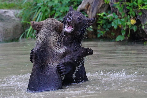 du, juoda, turėti, kovoja, rudas lokys, plėšrūnas, teddy, žinduolių, pavojinga, žaisti, žaismingas, ursus arctos, gyvūnas, gyvūnų temos, gyvūnams, gyvūnų gyvūnija, vanduo, gyvūnų grupė, pobūdį, stuburiniai, du gyvūnai, nėra žmonių, dieną, šlapias, sutelkti dėmesį į naujas žinias, upė, judėjimas, lauke, tekantis vanduo, burną atidaryti, 5K, CC0, Viešasis domenas, nemokamai