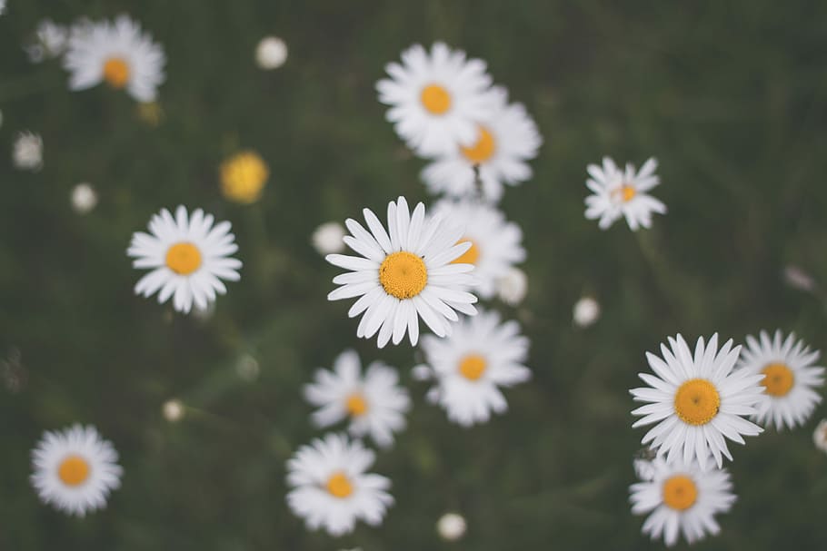 les petites reines, selektiv, fokus foto, hvid, daisy blomster, daisy, blomst, forår, Mark, wildflower, kronblad, plante, blomster, gul, blomsterhovedet, bokeh, natur, makro, tæt på, blomstrende plante, friskhed, skrøbelighed, sårbarhed, blomsterhoved, blomsterstand, skønhed i naturen, vækst, hvid farve, ingen mennesker, dag, pollen, fokus på forgrunden, udendørs, blødhed, 4K
