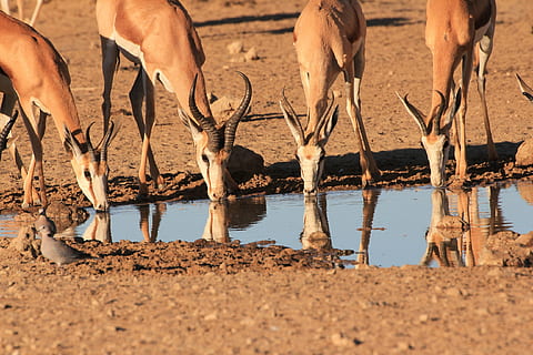 springbok, juominen, lammikko, heijastus, eläinten teemoja, eläin, eläinten villieläimet, ryhmä eläimiä, nisäkäs, vesi, eläimiä, luonto, selkärankainen, ei ihmisiä, Kotieläimet, juoda, päivä, auringonvalo, lika, maa, ulkona, eläimen jalka, kasvissyöjä-, muta, 2K, CC0, public domain, rojaltivapaa