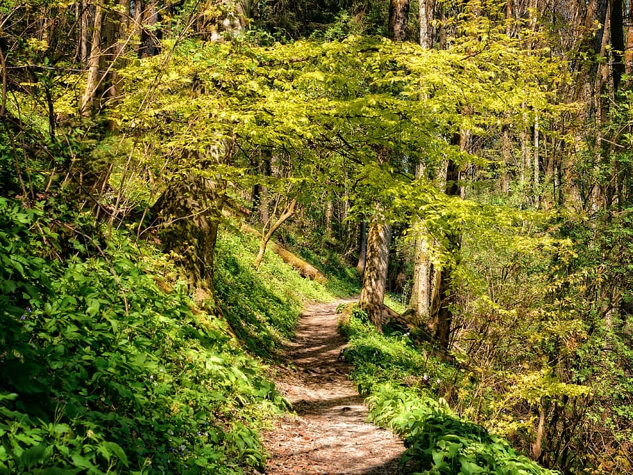 lluny, Camí, bosc, senderisme, naturalesa, ruta, camí forestal, verd, sendera, camí migratori, recuperació, festa, oci, recuperar-se, relaxació, relaxa't, planta, arbre, terra, color verd, direcció, el camí a seguir, creixement, bellesa a la natura, tranquil·litat, escena tranquil·la, cap gent, dia, exuberant fullatge, fullatge, escenics - natura, escena no urbana, a l'aire lliure, 4K