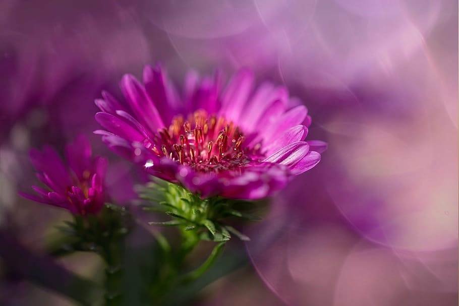 selettivo, fotografia a fuoco, rosa, fiore petalo, herbstaster, aster, compositi, fiorire, fioritura, autunno, giardino, Germoglio, colore, colorato, fiore, vicino, fiore autunnale, viola, Estate inoltrata, giardino floreale, pianta ornamentale, fragilità, colore rosa, nessuno, pianta, natura, testa di fiore, avvicinamento, freschezza, pianta fiorita, bellezza nella natura, messa a fuoco selettiva, vulnerabilità, crescita, infiorescenza, petalo, magenta, all'aperto, polline, giardinaggio, 1080P