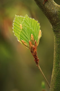 faggio, foglia di faggio, foglie di faggio, le foglie, natura, albero, pianta, ramo, crescita, albero deciduo, giallo, giovani foglie di faggio, industria del libro, luminosa, foresta decidua, primavera, fresco, foglia, verde, tramortire, germoglio, foglia verde, germogli, giovane, risveglio, ragazzo spara, vivere nuovi, verde lime, struttura, struttura fogliare, parte vegetale, avvicinamento, colore verde, concentrarsi sulle conoscenze acquisite, giorno, bellezza nella natura, nessuno, messa a fuoco selettiva, stelo vegetale, all'aperto, inizi, la tranquillità, vulnerabilità, fragilità, ramoscello, 4K, CC0, dominio pubblico, privo di copyright
