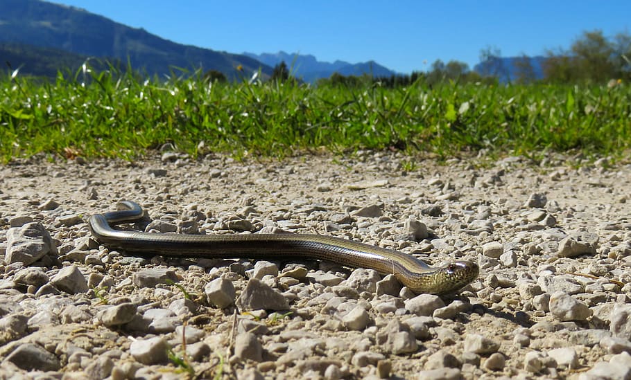 serpente, rame, strisciare, vicino, Marrone, serpente di rame, scala, un animale, campo, fauna selvatica, giorno, temi animali, natura, rettile, animale, animali allo stato selvatico, pianta, vertebrato, terra, ambiente, paesaggio, nessuno, colore verde, lunghezza intera, all'aperto, vista laterale, strisciando, livello di superficie, velenoso, 2K