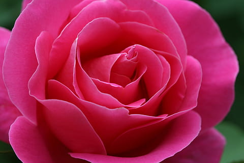 fotografia a macroistruzione, rosa, fiori, primavera, natura, bellissimo, fiore, pianta fiorita, bellezza nella natura, petalo, avvicinamento, pianta, colore rosa, vulnerabilità, freschezza, fragilità, infiorescenza, testa di fiore, nessuno, crescita, all'aperto, giorno, morbidezza, San Valentino - vacanze, 5K, CC0, dominio pubblico, privo di copyright
