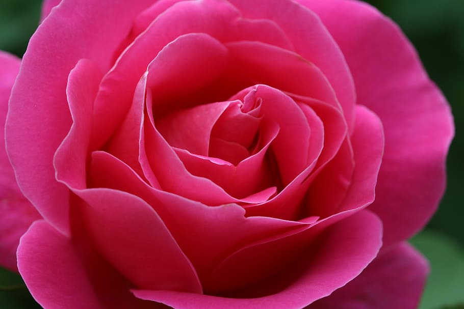 fotografia a macroistruzione, rosa, fiori, primavera, natura, bellissimo, fiore, pianta fiorita, bellezza nella natura, petalo, avvicinamento, pianta, colore rosa, vulnerabilità, freschezza, fragilità, infiorescenza, testa di fiore, nessuno, crescita, all'aperto, giorno, morbidezza, San Valentino - vacanze, 5K