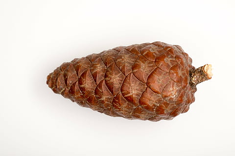 pinya de pi, macro, agulles, bosc, cons, rascado, primer pla, menjar, marró, naturalesa, fruita, tir de l'estudi, fons blanc, menjar i beguda, a l'interior, cap gent, sol objecte, frescor, tallar, alimentació saludable, natura morta, benestar, directament a sobre, vista d’angle alt, patró, fer dieta, còpia espai, patró natural, berenar, 4K, CC0, domini públic, lliure de regalies