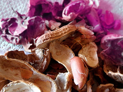 arahide, nuci, textură, fructe uscate, nici o persoana, a închide, plantă, natură, frumusețe în natură, să se concentreze asupra primelor elemente, animal, zi, os, în interior, animale sălbatice, vedere în unghi mare, alimente, floare, animale tematice, mancare si bautura, animale în sălbăticie, teren, vegetal, 4K, CC0, domeniu public, fără drepturi de autor