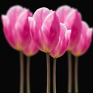 superficial, fotografía de enfoque, las flores, tulipanes, difuminar, primavera, planta, frescura, planta floreciendo, belleza en la naturaleza, flor, fragilidad, vulnerabilidad, color rosa, pétalo, de cerca, naturaleza, inflorescencia, cabeza de flor, crecimiento, tallo de la planta, nadie, tulipán, foto de estudio, fondo negro, centrarse en primer plano, al aire libre, lirio de agua de loto, blandura, 2K, CC0, dominio público, libre de derechos