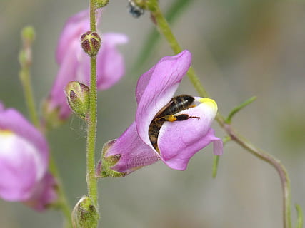 abeja, libar, boca de dragón, atrapado, insecto atrapado, polen, flor, planta floreciendo, animal, temas de animales, planta, fauna animal, un animal, animales en la naturaleza, de cerca, fragilidad, pétalo, púrpura, belleza en la naturaleza, frescura, insecto, crecimiento, invertebrado, nadie, vulnerabilidad, cabeza de flor, color rosa, polinización, primavera, al aire libre, 2K, CC0, dominio público, libre de derechos