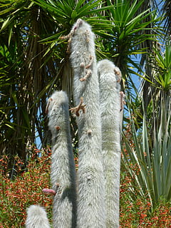 cactus, estimular, temas de animales, animal, planta, mamífero, vertebrado, fauna animal, árbol, naturaleza, animales en la naturaleza, nadie, día, grupo de animales, primate, crecimiento, dos animales, color verde, mono, al aire libre, tierra, 4K, CC0, dominio público, libre de derechos