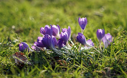Krokus, lila, Frühling, Frühlingsblume, Frühblüher, violett, Frühlingskrokus, blühende Pflanze, Blume, Pflanze, Schönheit in der Natur, Frische, Zerbrechlichkeit, Wachstum, Verletzlichkeit, Feld, Iris, grüne Farbe, Land, Nahansicht, Blütenblatt, selektiver Fokus, Natur, Gras, Tag, keine Leute, Blütenkopf, draußen, 5K, CC0, gemeinfrei, lizenzfrei