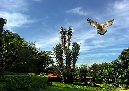 aves, arboles, cielo, nubes, vegetación, paisaje, naturaleza, aves tropicales, ambiente, día, ligero, parque, planta, árbol, temas de animales, pájaro, animal, vertebrado, nube - cielo, volador, fauna animal, animales en la naturaleza, alas abiertas, un animal, crecimiento, belleza en la naturaleza, color verde, nadie, al aire libre, 1080P, CC0, dominio público, libre de derechos