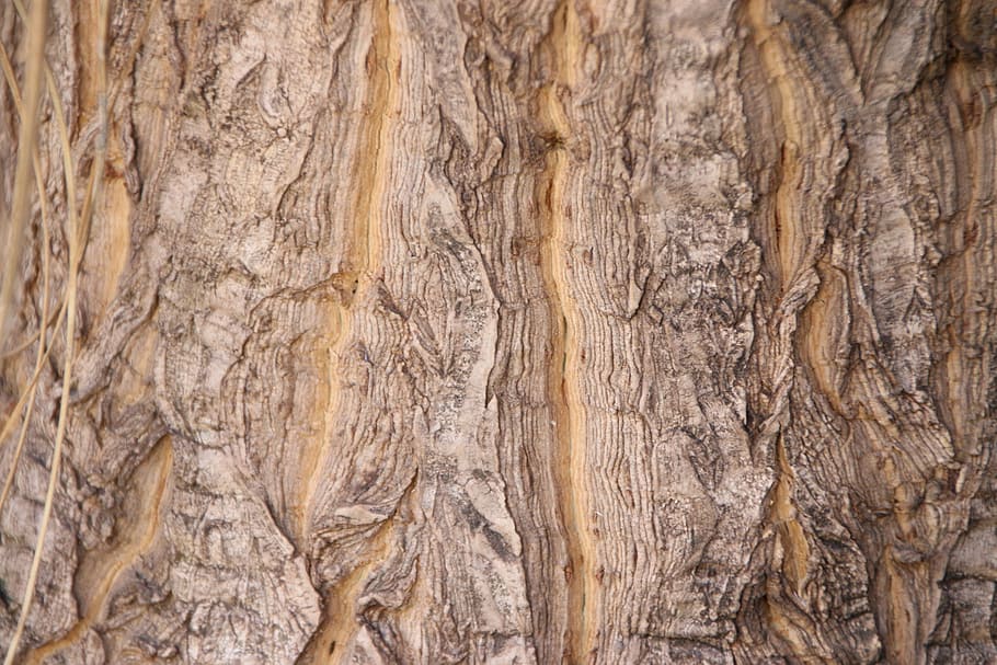 træ, bark, struktur, natur, træbark tekstur, træstamme, trunk træer, baggrunde, fuld ramme, tekstureret, mønster, træ - materiale, ingen mennesker, tæt på, ru, Brun, bagagerum, naturligt mønster, dag, udendørs, plante, plantebark, ekstrem nærbillede, trækorn, tekstureret effekt, 5K