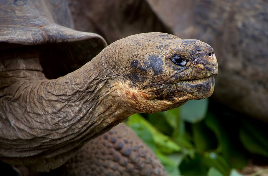 selettivo, fotografia a fuoco, grigio, tartaruga, Marrone, gigante, capo, conchiglia, animale, natura, ruga, all'aperto, avvicinamento, dettaglio, occhio, selvaggio, galapagos, Galapago, temi animali, rettile, fauna selvatica, un animale, animali allo stato selvatico, vertebrato, parte del corpo animale, testa di animale, nessuno, giorno, ritratto, vista laterale, guscio di animale, concentrarsi sulle conoscenze acquisite, vista profilo, guscio di tartaruga, collo animale, scala animale, 4K