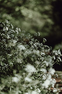 tilt-shift linsefotografering, hvid, blomster, overfladisk, fokus fotografering, landskabet, toner, wildflower, botanisk, natur, udendørs, træ, vinter, plante, ingen mennesker, sne, blomst, afdeling, sæson, selektiv fokusering, dag, snefnug, vækst, blomstrende plante, skønhed i naturen, friskhed, sårbarhed, jord, skrøbelighed, kold temperatur, ro, 4K, CC0, offentligt domæne, royaltyfrie
