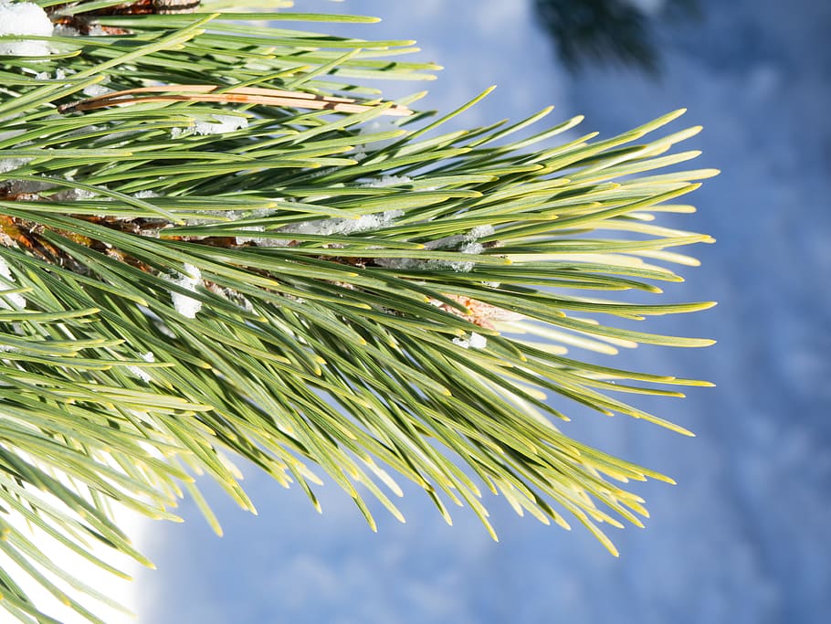 fyrretræ, blade, sne, sløring, fokus, grøn, is, fyr blade, makro, natur, vinter, årstiderne, træ, afdeling, eviggrønne træ, jul, nåletræ, nål - plante del, sæson, Kvist, tæt på, grøn farve, dekoration, udendørs, Skov, grantræ, plante, ingen mennesker, blad, dag, vækst, skønhed i naturen, fokus på forgrunden, plante del, himmel, ro, lav vinkel visning, strittende, 4K