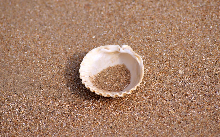 conchiglia bianca su, conchiglia, solitario, mare, spiaggia, solitudine, Spiaggia di sabbia, acqua, sabbia, costa, vacanza, spiaggia solitaria, partire, vista sul mare, pensiero, passeggiata sulla spiaggia, dom, terra, natura, nessuno, avvicinamento, giorno, fauna selvatica, guscio di animale, animale, bellezza nella natura, vista dall'alto, luce del sole, Marrone, all'aperto, strutturato, marino, 4K