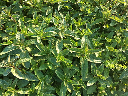 Mint, Peppermint, Tee, Healthy, Plant, herbs, green, nature, herb, garden, aroma, spice, leaves, leaf, green Color, growth, agriculture, crop, plant part, field, full frame, no people, food and drink, backgrounds, food, day, land, marijuana - herbal cannabis, beauty in nature, healthcare and medicine, outdoors, plantation, 4K, CC0, public domain, royalty free