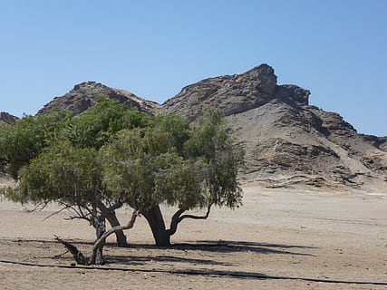 drzewo, Góra, krajobraz, Namibia, podróżować, niebo, roślina, Natura, czyste Niebo, scenics - natura, wylądować, piękno natury, światło słoneczne, spokojna scena, środowisko, dzień, spokój, żadnych ludzi, scena pozamiejska, wzrost, skała, pustynia, na dworze, klimat, suchy klimat, tworzenie, 4K, CC0, domena publiczna, darmowe zdjęcia