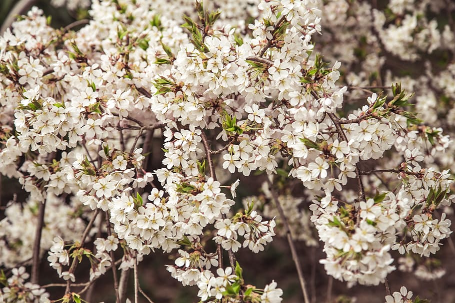 Blüte, Baum, Blume, Frühling, Natur, Baum, Ast, Pflanze, Blühen, Weiß, Kirsche, Blumen-, Rosa, Garten, Jahreszeit, frisch, natürlich, blühend, Blütenblatt, Grün, Sakura, Frische, Blatt, Wachstum, April, Sommer-, keine Leute, Zerbrechlichkeit, blühende Pflanze, Verletzlichkeit, Schönheit in der Natur, Nahansicht, weiße Farbe, Tag, Blütenkopf, Fokus auf den Vordergrund, draußen, Kirschblüte, Kirschbaum, 5K