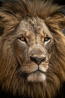 leu, închide, lovitură, leul brun, rege, față, portret, coamă, blană, animale tematice, animal, un animal, mamifer, animale sălbatice, felin, animale în sălbăticie, leu - felina, pisică, partea corpului animalului, cap de animal, a închide, nici o persoana, animale vertebrate, păr de păr, animal de sex masculin, privind camera, Fundal negru, mustăţi, 4K, CC0, domeniu public, fără drepturi de autor