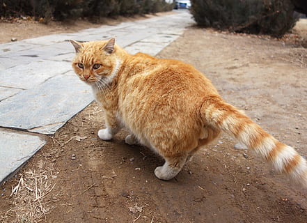 pisi, kil, arduvaz, memeli, bir hayvan, kedi, omurgalı, Evcil Hayvanlar, yerli, ev kedisi, gün, insansız, oturma, patika, seyir, uzağa bakıyor, tam uzunluk, açık havada, kedi bıyığı, zencefil kedi, 4K, CC0, kamu malı, telif ücretsiz