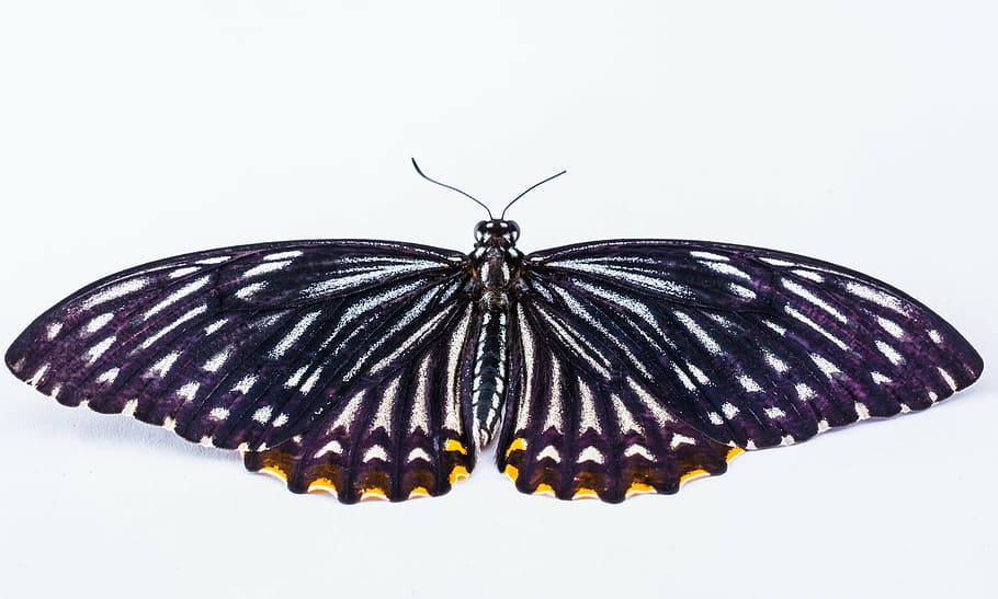 giallo, macchiato, nero, bianca, farfalla, insetto, fauna selvatica, animale, un animale, temi animali, sfondo bianco, animali allo stato selvatico, invertebrato, girato in studio, ala animale, farfalla - insetto, parte del corpo animale, avvicinamento, portacampioni, natura, nessuno, mare, in casa, segni di animali, bellezza nella natura, marino, 5K