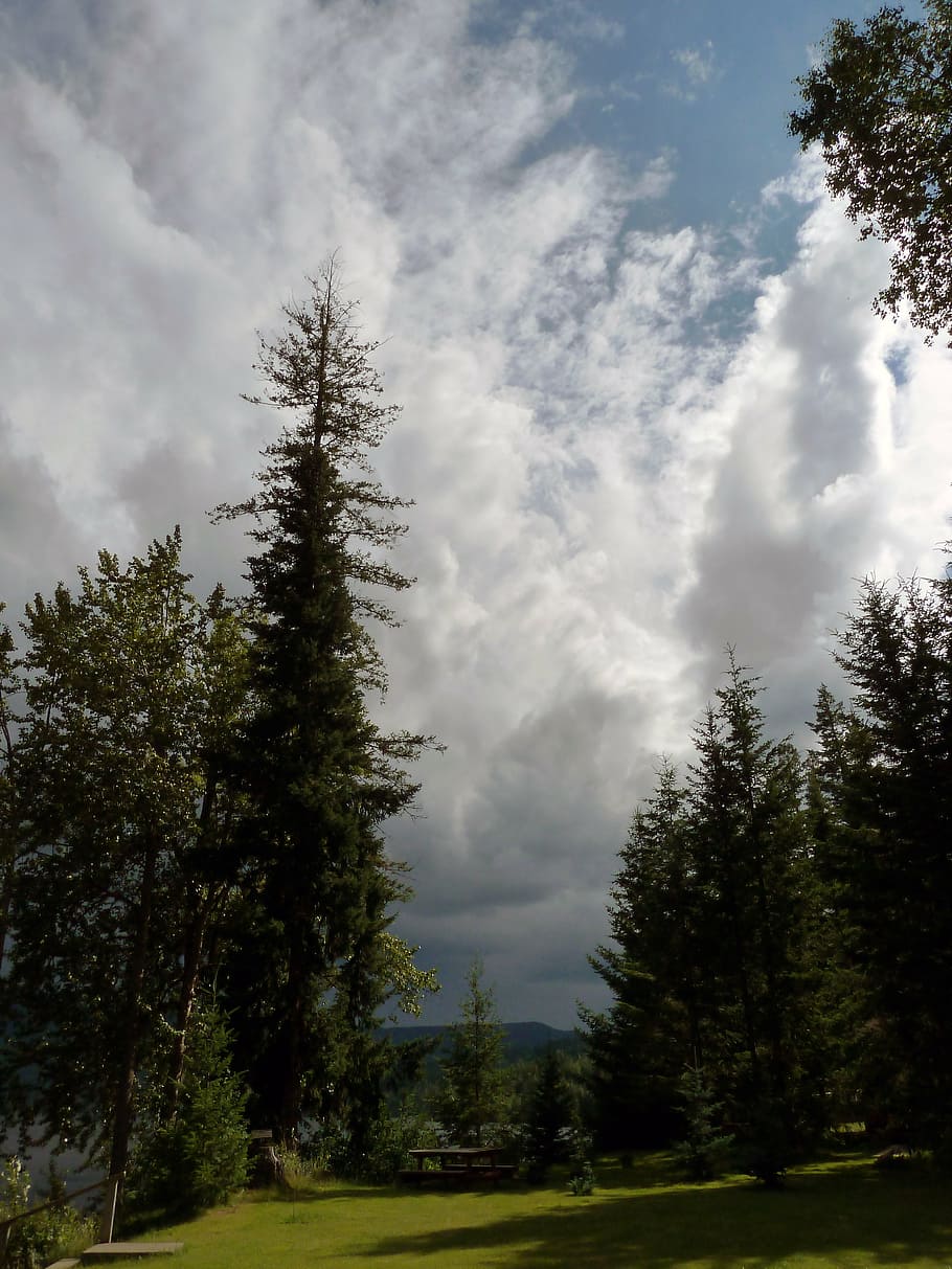 tempesta, elevat cúmulus, núvols, Ventós, paisatge, naturalesa, arbres, llac canim, Columbia Britànica, Canadà, arbre, planta, núvol - cel, cel, bellesa a la natura, escenics - natura, escena tranquil·la, tranquil·litat, cap gent, dia, creixement, terra, escena no urbana, bosc, color verd, a l'aire lliure, medi ambient, pi, arbre de coníferes, 4K
